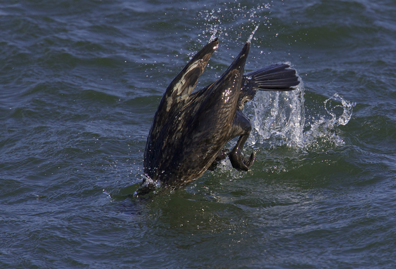 great cormorant